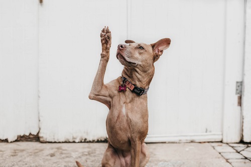 Stop Your Pup from Going Dog Snuffle Rug Crazy